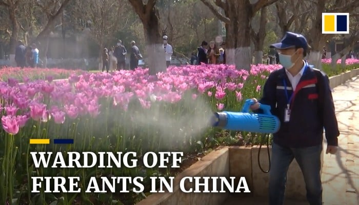 China launches campaign to control fire ants, one of the world’s most ...