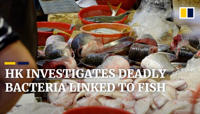Hong Kong health authorities warn of bacteria risk after dozens of cases tied to freshwater fish | South China Morning Post