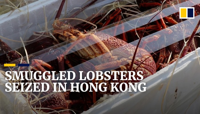 Smuggled live lobsters in US$1.3 million seafood haul seized in Hong ...