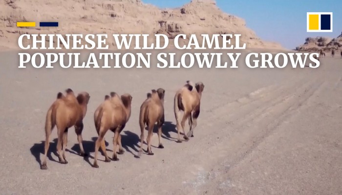China’s wild camel population sees signs of recovery amid conservation