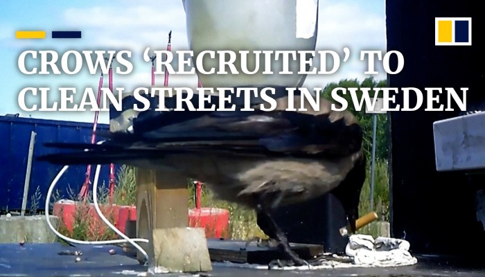 Wild crows trained to pick up cigarette butts in Swedish street ...