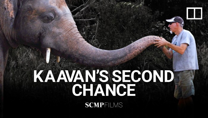 Lonely no more: Kaavan the elephant's new life