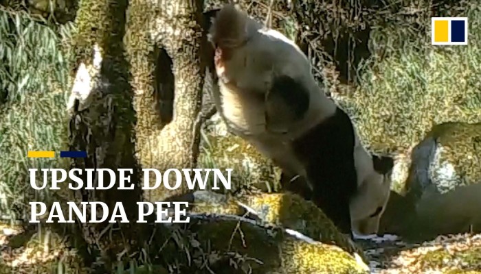 Panda urinates on tree while doing an impressive handstand | South China Morning Post
