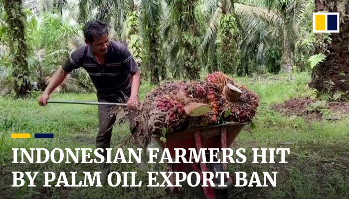 Indonesian Farmers Hit By Palm Oil Export Ban Imposed To Curb Shortage