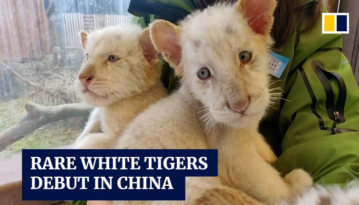 Rare White Tiger Cubs Come Out to Play