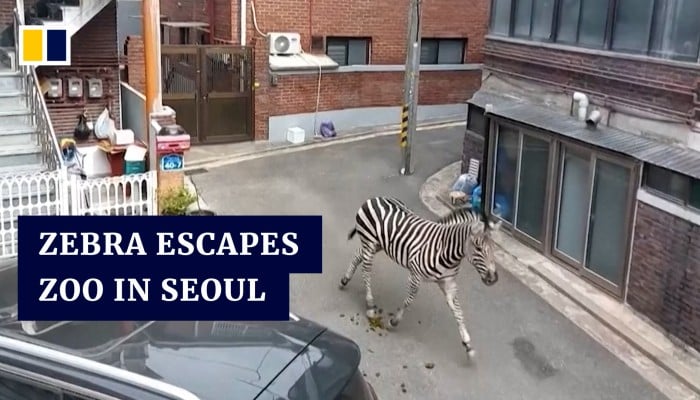 Zebra escape from Seoul zoo ends with recapture after hours of freedom Zebra escape from Seoul zoo ends with recapture after hours of freedom