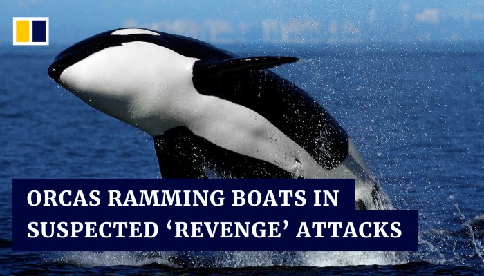 Killer Whales Ram Boat British Sailors Terrifying Near Miss In Spain - vfhguy0