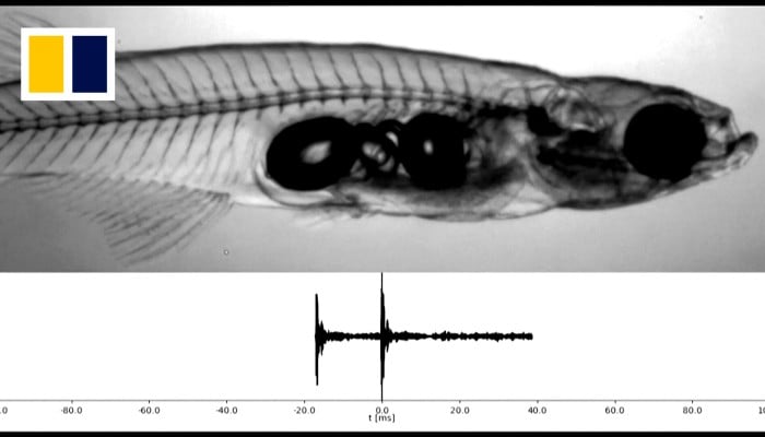 Tiny Myanmar fish makes a sound as loud as a gunshot | South China ...