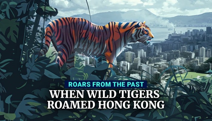 Tiger Hong Roars from the past: When wild tigers roamed Hong Kong | South China ...