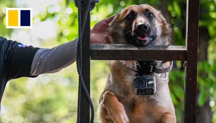 Pet dogs have been trained for search and rescue in preparation for the “big one” in Manila