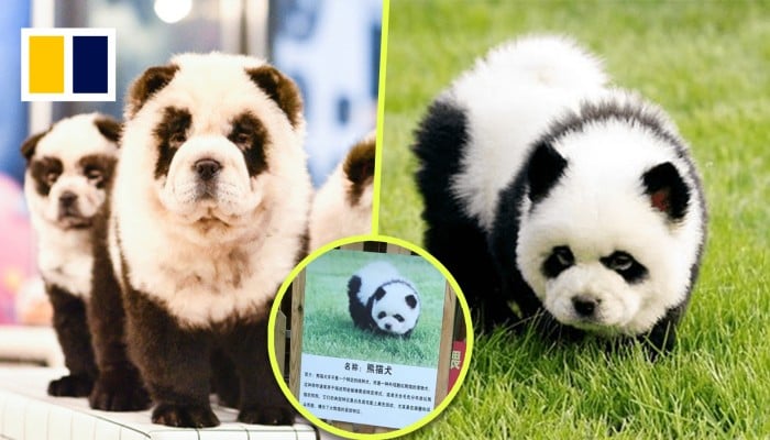 china zoo dogs as pandas