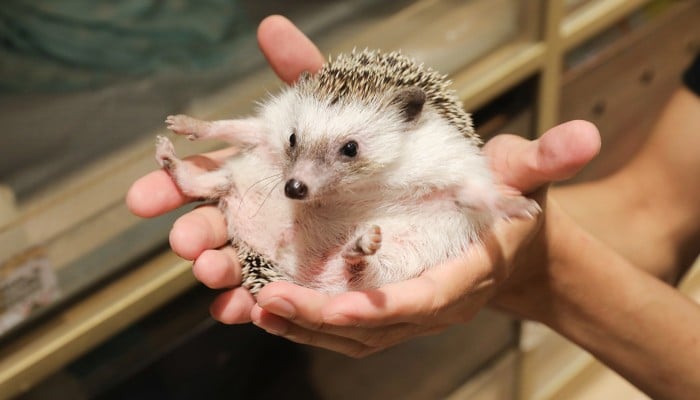 Exotic top pet forum