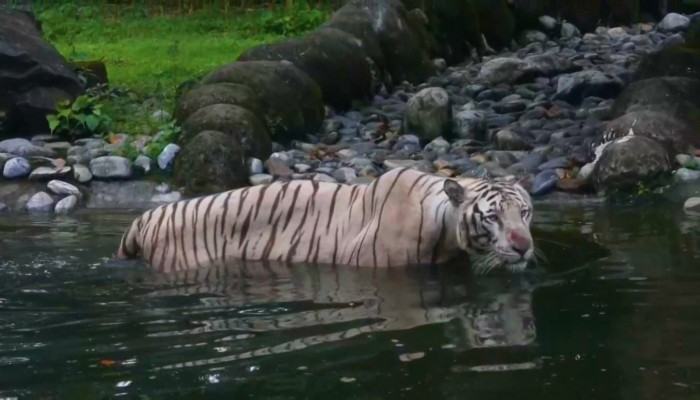 Tiger tales: 4 young cubs go on public display at north Japan zoo - The  Mainichi