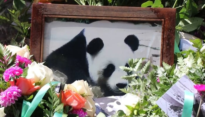 Giant Pandas In Hong Kong Mate Naturally For The First Time In A Decade South China Morning Post Giant Pandas In Hong Kong Mate Naturally For The First Time In A Decade South China Morning Post