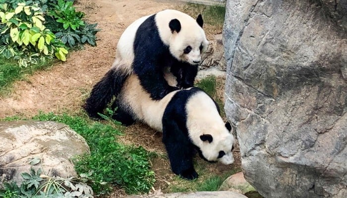 Giant Pandas In Hong Kong Mate Naturally For The First Time In A Decade South China Morning Post