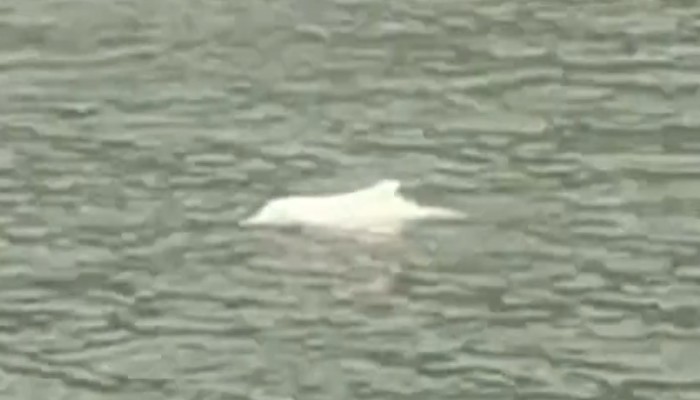 Blue Whale Devoured Alive By 75 Orcas Off Coast Of Australia South China Morning Post