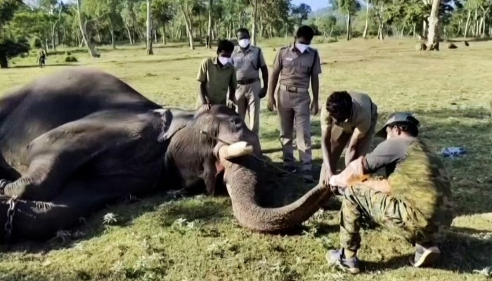 Turkey S Ship Breaking Business Steams Ahead As Coronavirus Sinks Global Cruise Liner Industry South China Morning Post