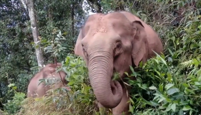 Baby elephant abandoned by internet-famous herd has been rescued