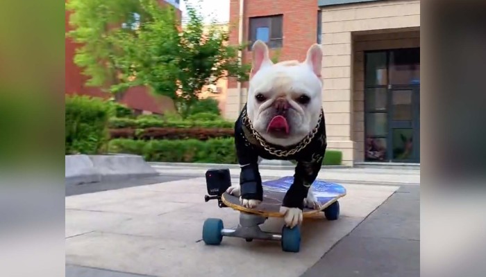 hvordan man bruger Scene Produktiv Skateboarding French bulldog in China becomes internet star | South China  Morning Post