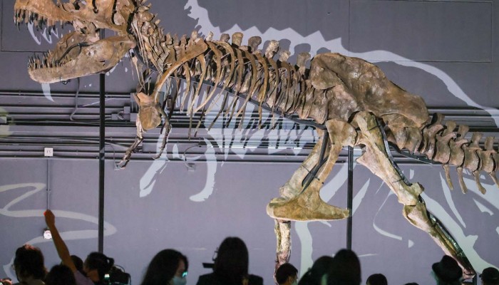 largest dinosaur skeleton on display