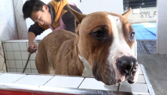 Meet Hong Kong's animal whisperer | South China Morning Post Meet Hong Kong's animal whisperer | South China Morning Post