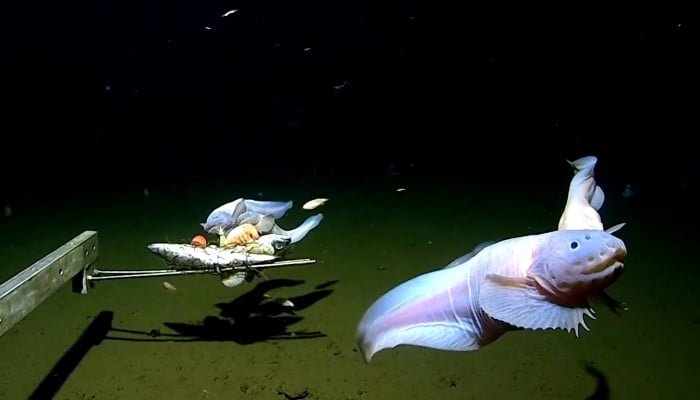 コンピュータ・IT Deep Sea Fishes 1680718769721_480x270_thumbnai