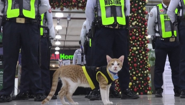 Meet Conan the street cat turned security officer