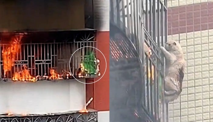 https://cdn.i-scmp.com/sites/default/files/styles/700x400/public/d8/video/thumbnail/2025/05/12/clean.jpg?itok=2npYTViq