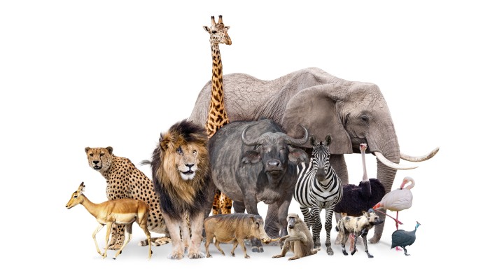 Which two animals would you combine? - YP | South China Morning Post Which two animals would you combine? - YP | South China Morning Post