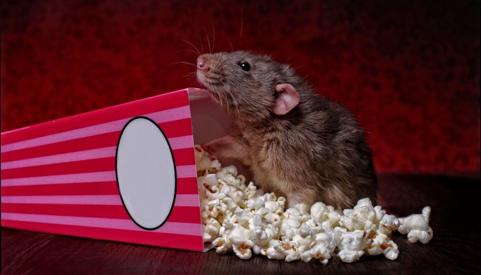 20 Movies About Rats We Ve Grown To Love From Ratatouille To Pokemon Yp South China Morning Post