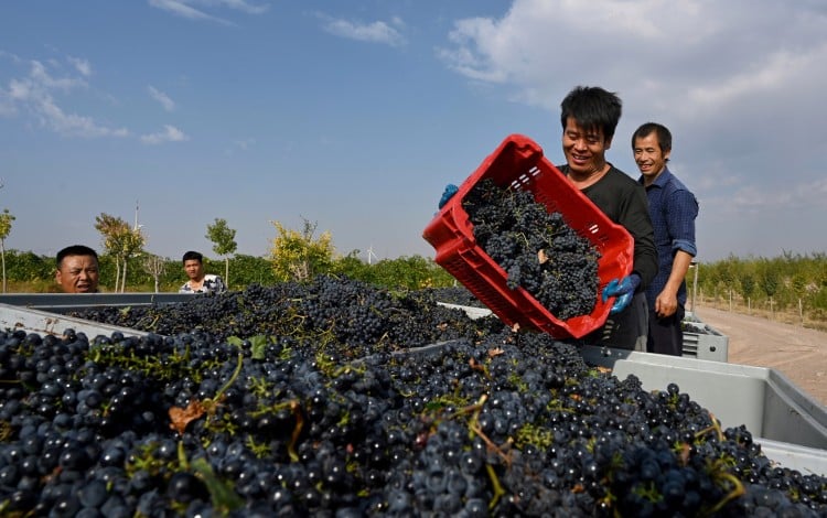 A worker harvests grapes for red wine at Xige Estate. Photo: Xige Estate