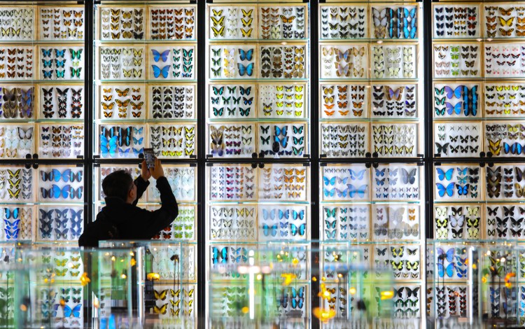A visitor photographs the Butterfly Wall at the Peking Insect Museum in Beijing on Tuesday. Photo: Simon Song