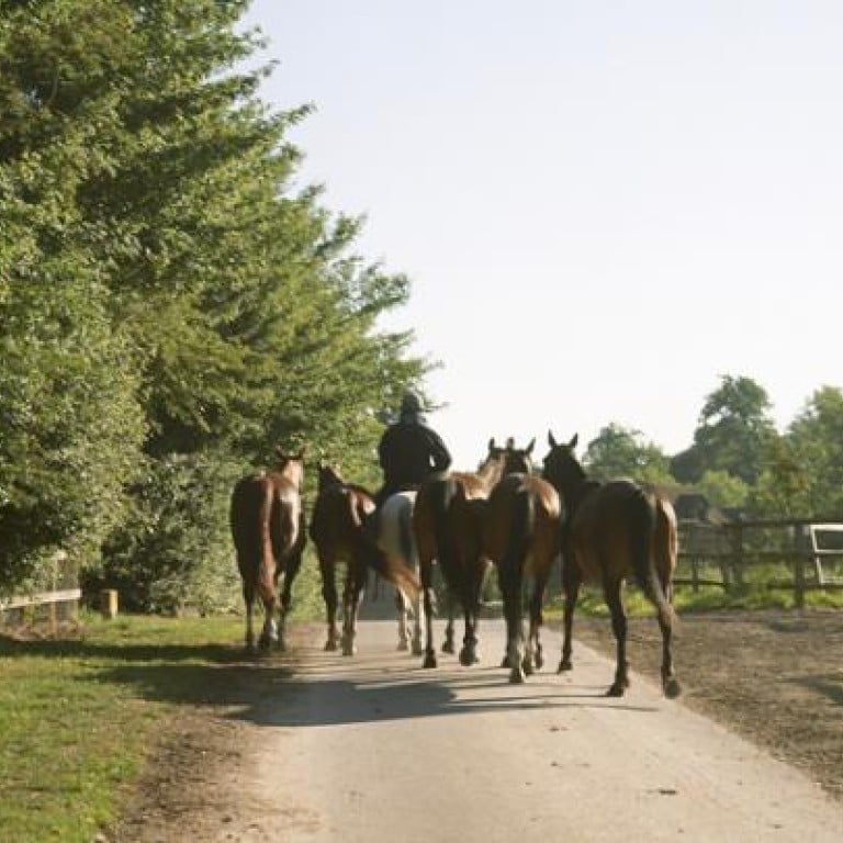 Horses on an early morning stroll in the grounds of Coworth Park. Photos: GLEN PEARSON