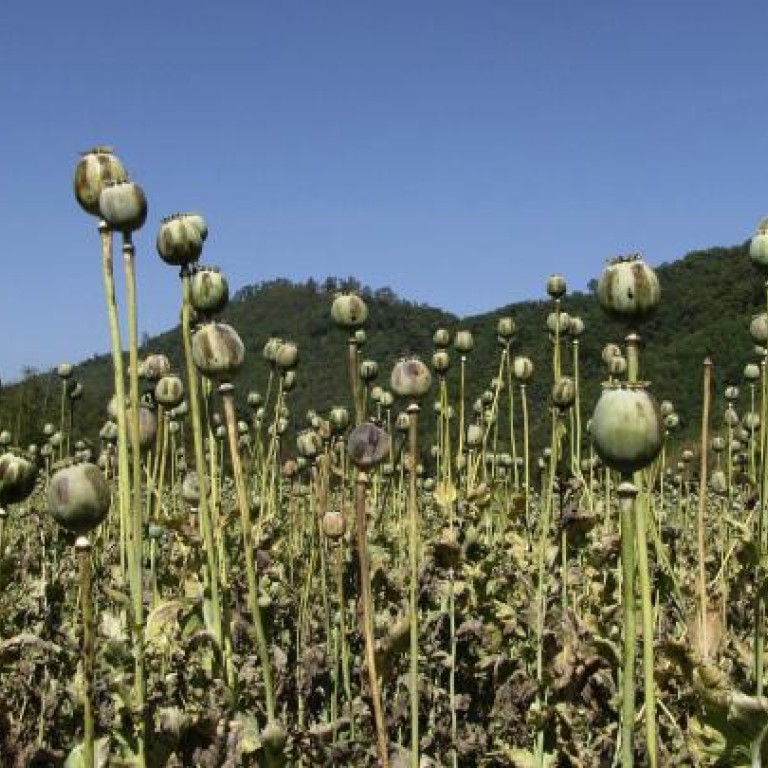 Opium Cultivation Surges In Laos And Myanmar Amid Drug Boom In Asia ...