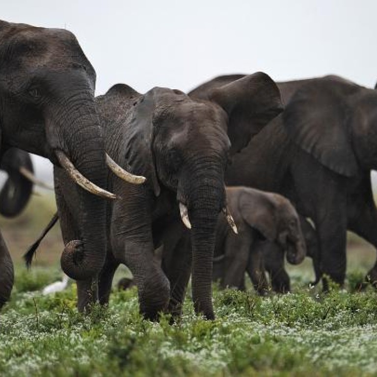 Poachers kill 11 elephants in 'worst massacre in Kenya for decades' South China Morning Post