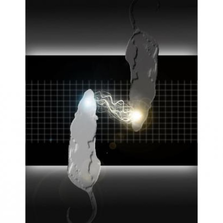 Brainbow Rats Rats brains linked in 'organic computer' breakthrough | South China ...