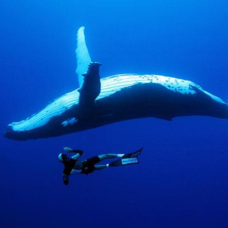 Freediver Yoram Zekri enjoys the company of a humpback whale while diving near Rurutu Island, French Polynesia. Photos: CORBIS, FRED BUYLES/NEKTOS.NET, AFP