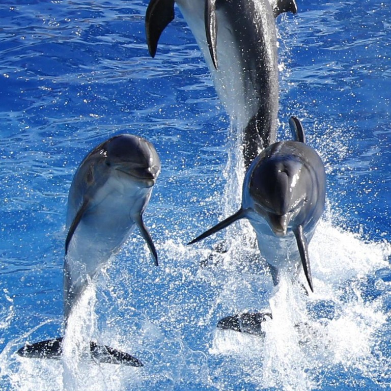 Dolphins keep lifelong social memories, longest in a non-human species