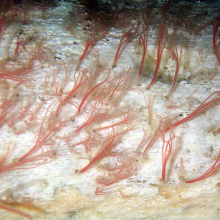 Bonemunching worms found on Southern Ocean floor South China Morning