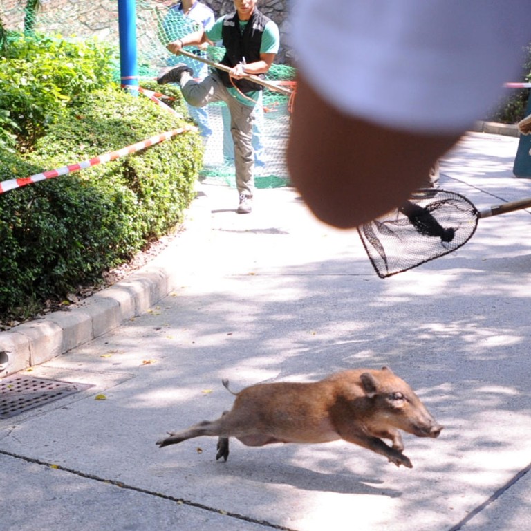 These little piggies went to Ocean Park: Wild piglets cause