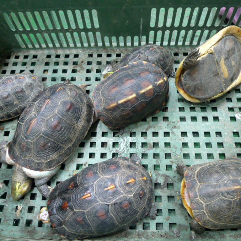 Taiwan sets up first turtle sanctuary after second major haul | South ...