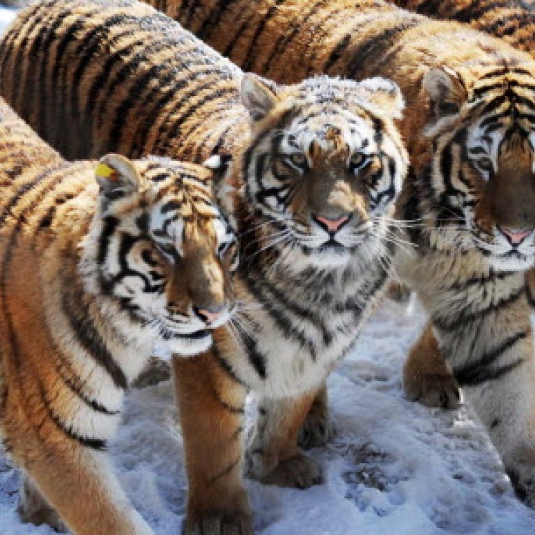 My destiny with Amur Tigers - Chinadaily.com.cn