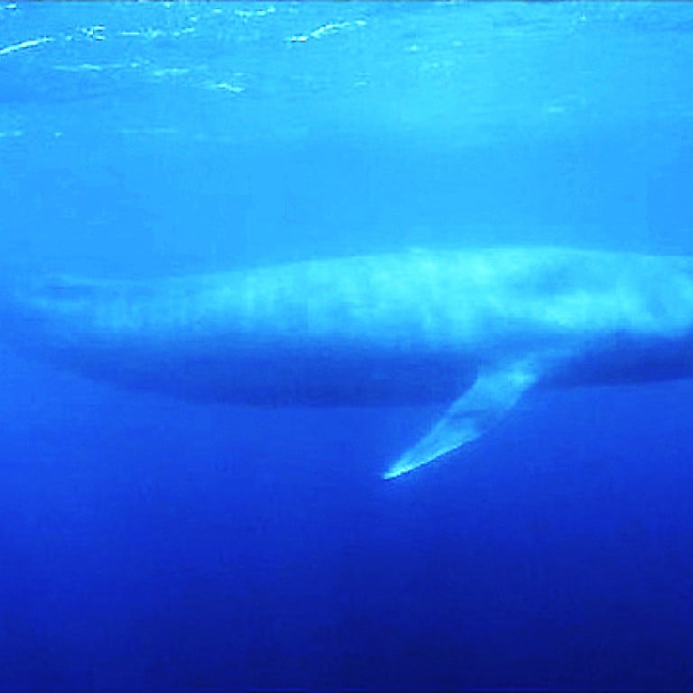 Whale's earwax provides a hormonal and chemical biography | South China ...