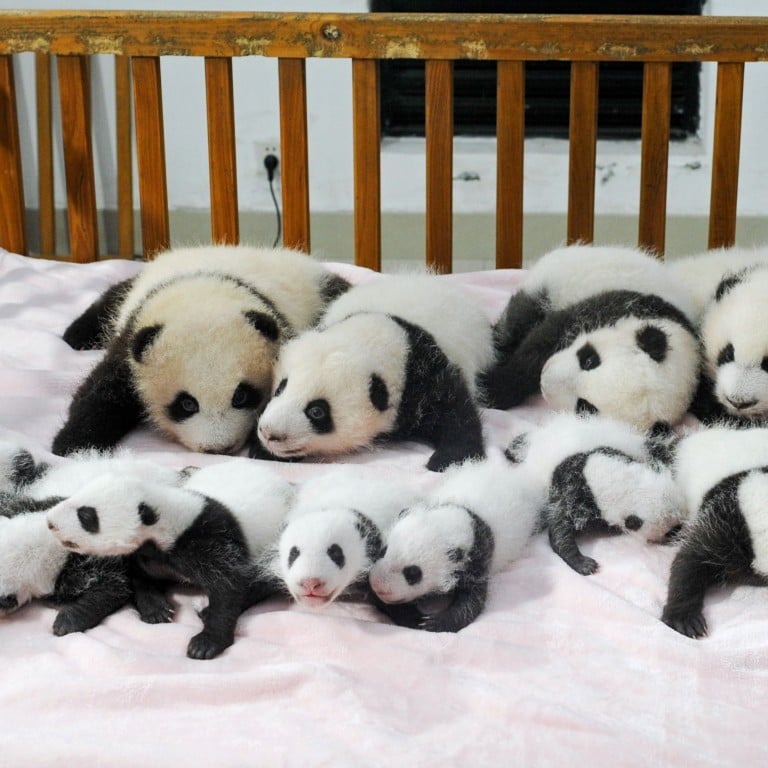 Video 14 Artificially Bred Giant Panda Cubs Make Debut In China