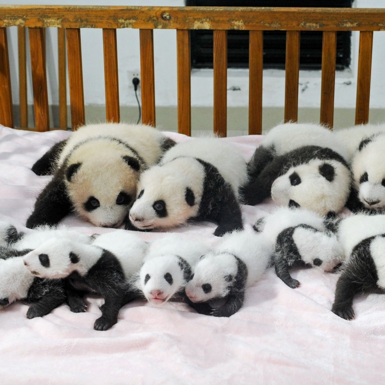 Video: 14 artificially-bred giant panda cubs make debut in China ...