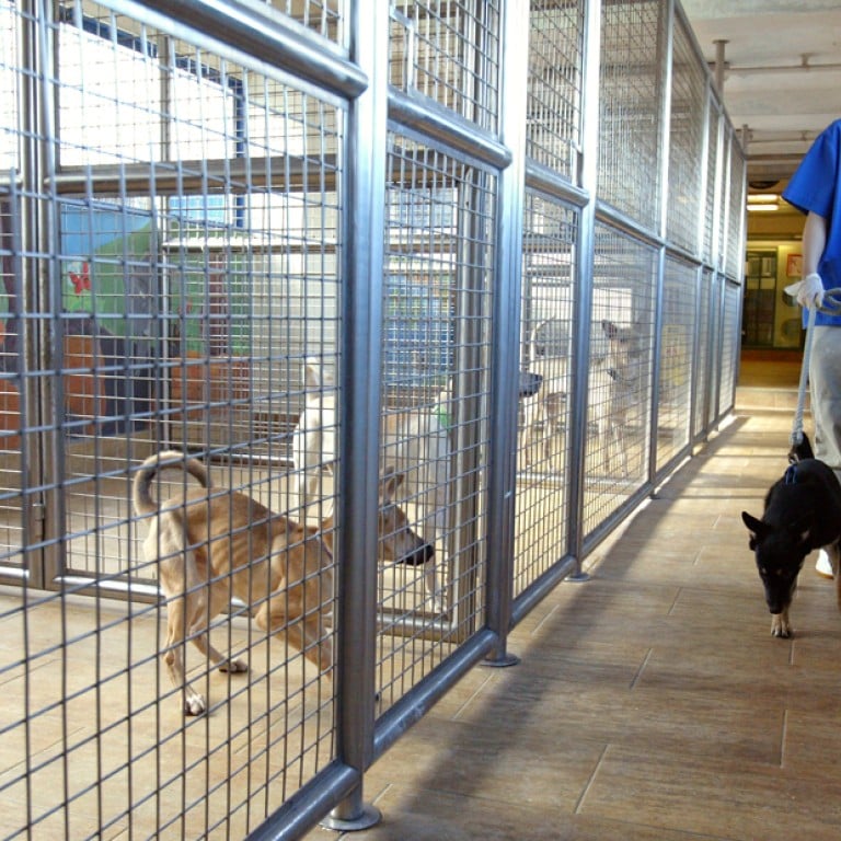 Animal rights activists slam SPCA charity for euthanising 5 000