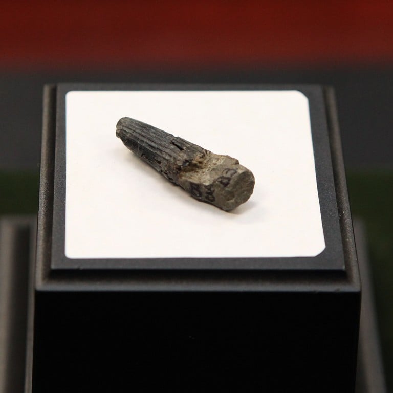 First Malaysian dinosaur fossil found, believed to be 75 million years