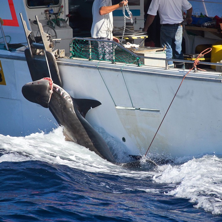 Sea Shepherd claims to have saved 750 whales from Japanese harpoons ...