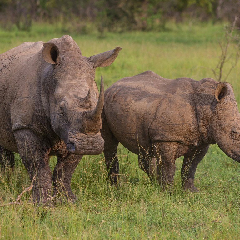 White rhinos are a highly endangered species.