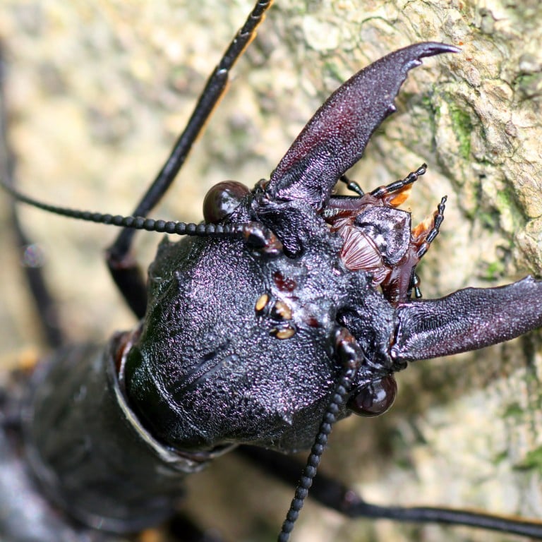 World's largest aquatic insect discovered in China's Sichuan province ...